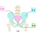仙骨について